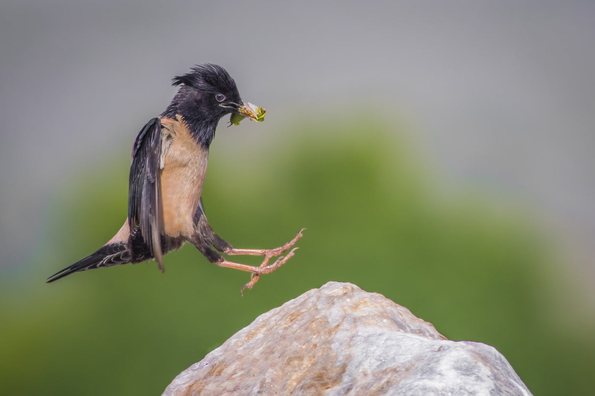 Rose starling Poster och Canvastavla