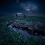 Wildflowers and Snow Mountain Under Milky Way Poster och Canvastavla