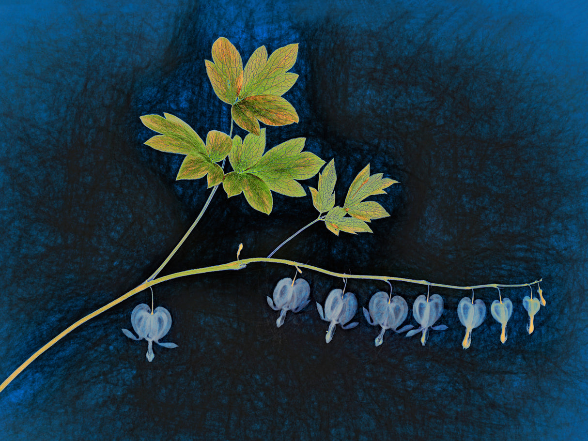 Life on a Limb Poster och Canvastavla