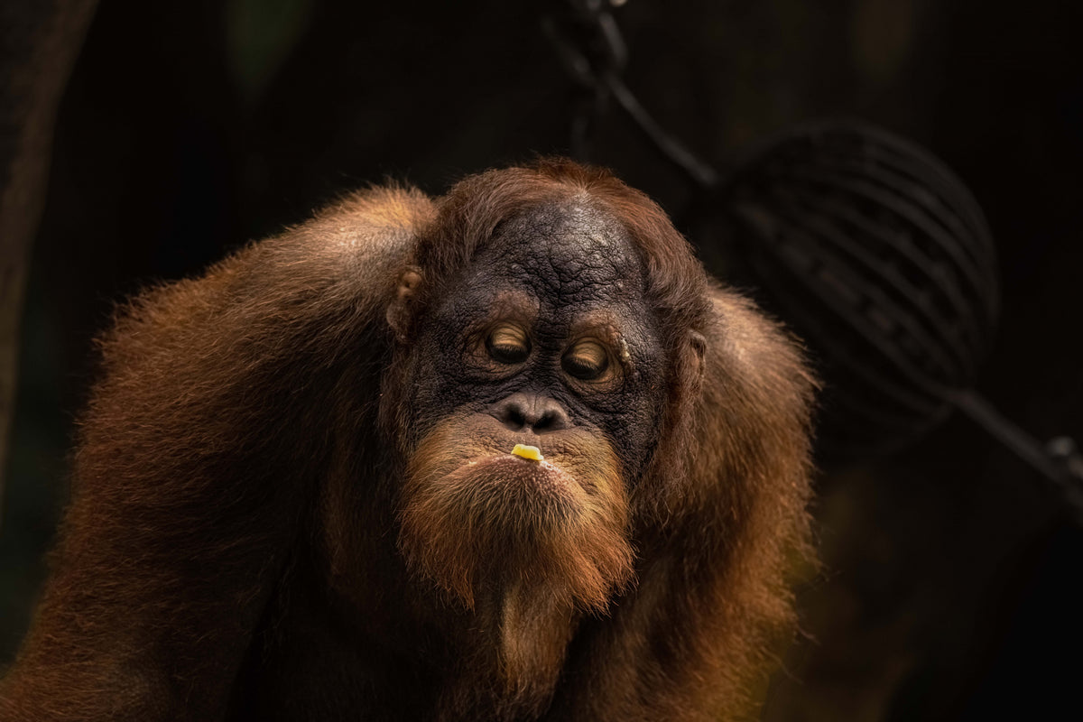 Orang Utan Sumatra Poster och Canvastavla