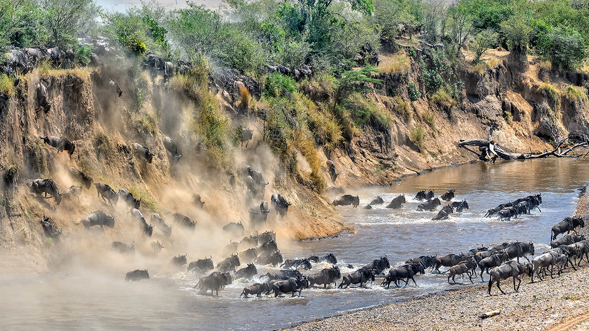 Great Migration Poster och Canvastavla