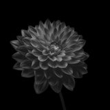 Dahlia Poster och Canvastavla