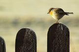 Bird on a fence Poster och Canvastavla