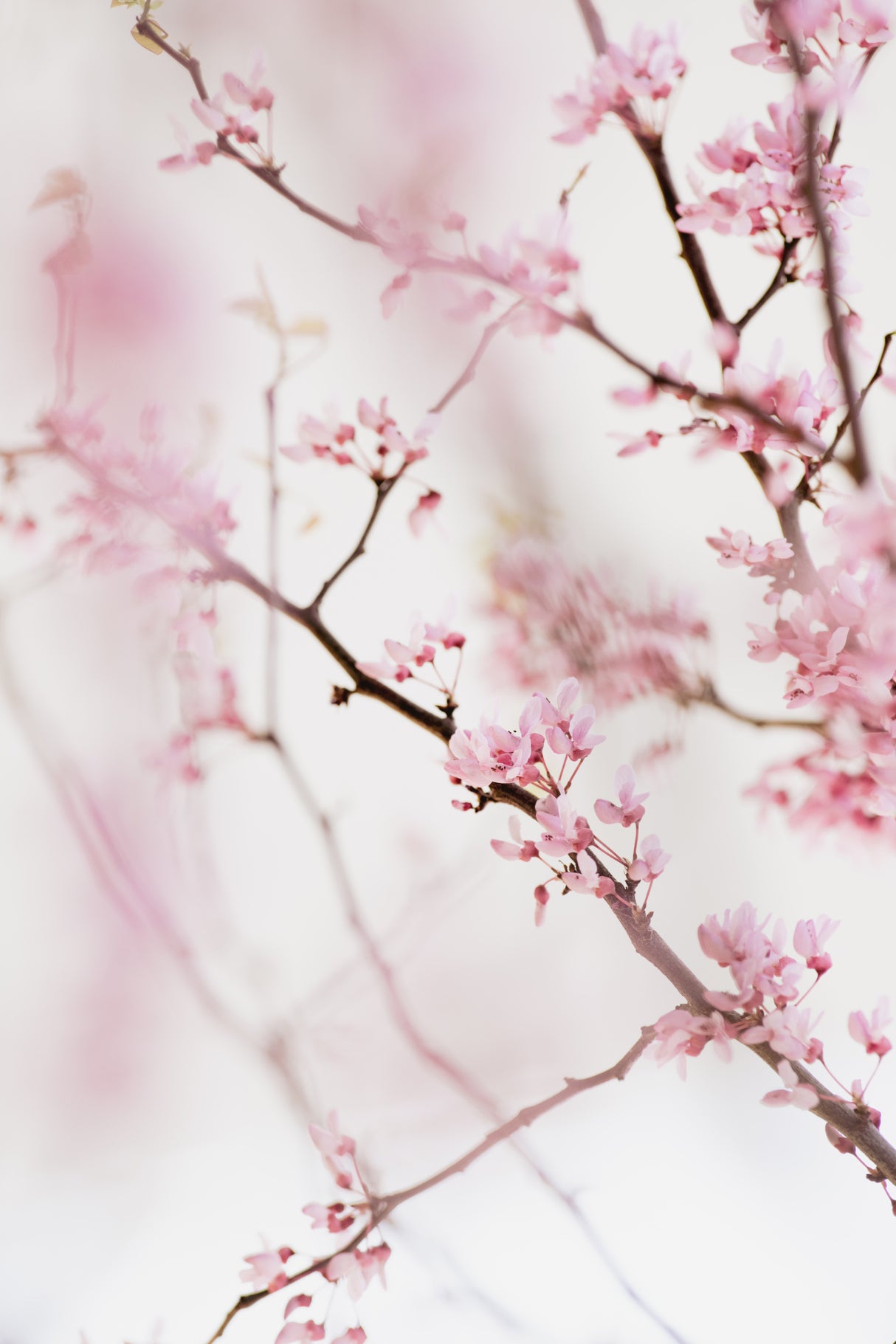 Cherry Blossom No.1 Poster och Canvastavla