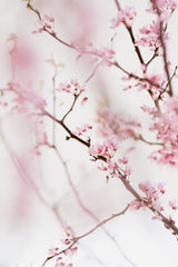 Cherry Blossom No.1 Poster och Canvastavla