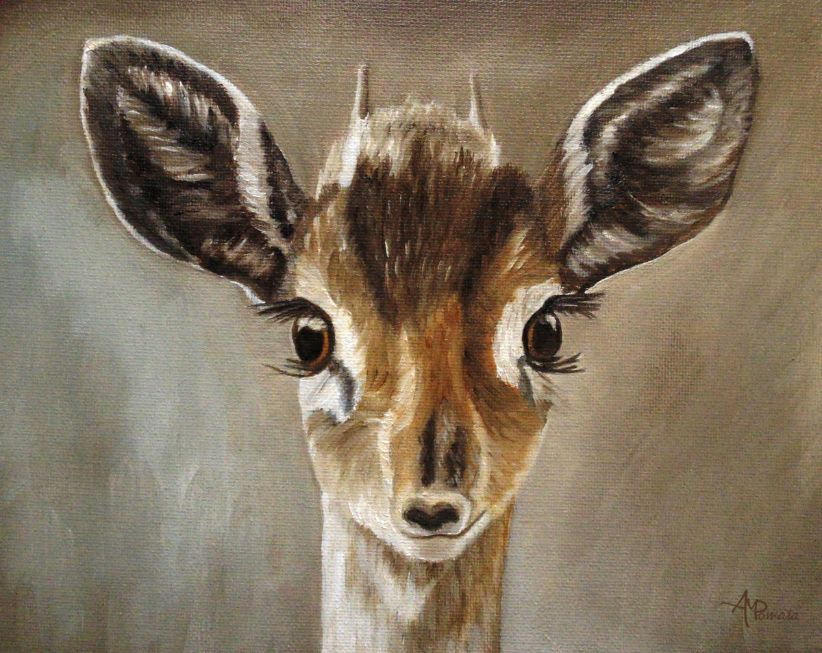Big Eyes Dik Dik Poster och Canvastavla