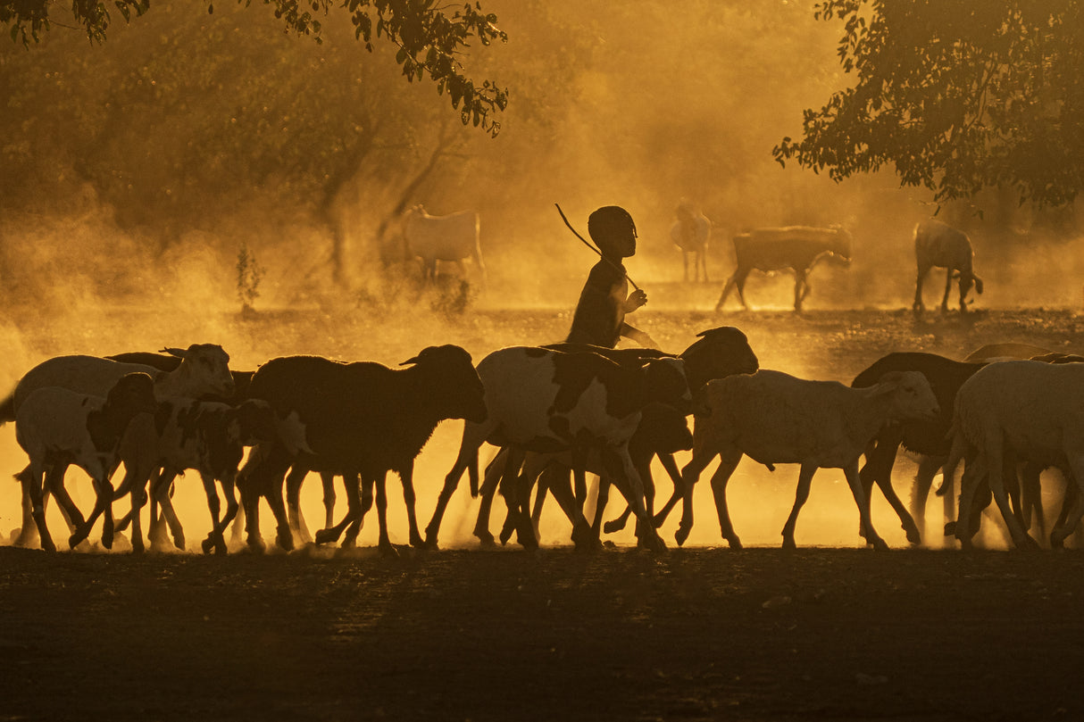 Shepherd Boy Poster och Canvastavla