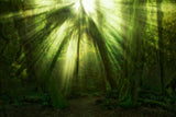 The Miracle Poster och Canvastavla