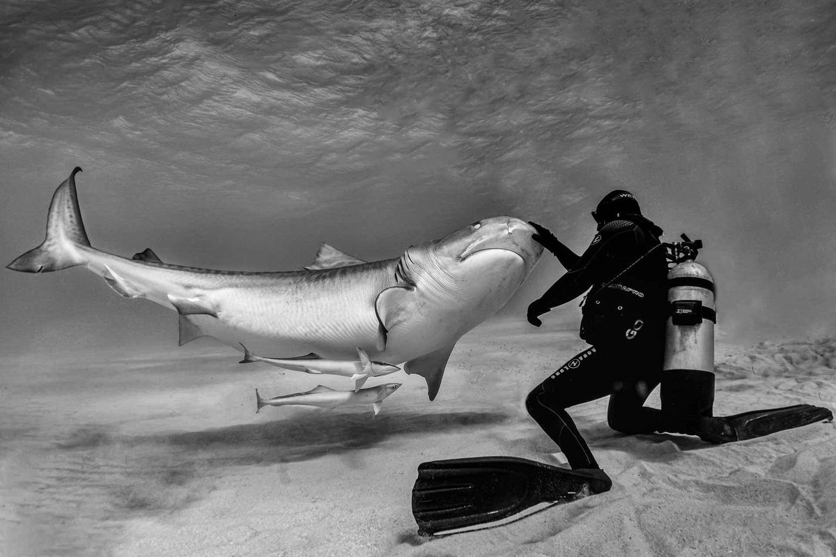 Dance with sharks (part 2) Poster och Canvastavla