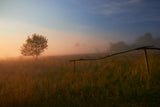 The summer field Poster och Canvastavla