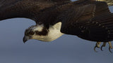Osprey Down Poster och Canvastavla