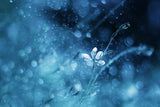 Ephemeral Blue Poster och Canvastavla