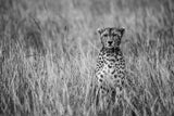 Cheetah Poster och Canvastavla