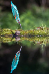 The Common Kingfisher, alcedo atthis Poster och Canvastavla