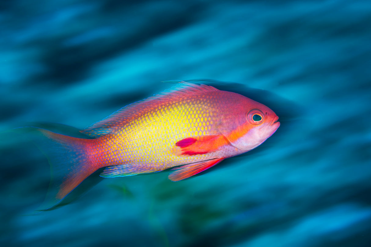 Jewel fairy basslet Poster och Canvastavla
