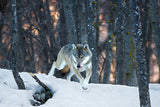 Italian wolf Poster och Canvastavla