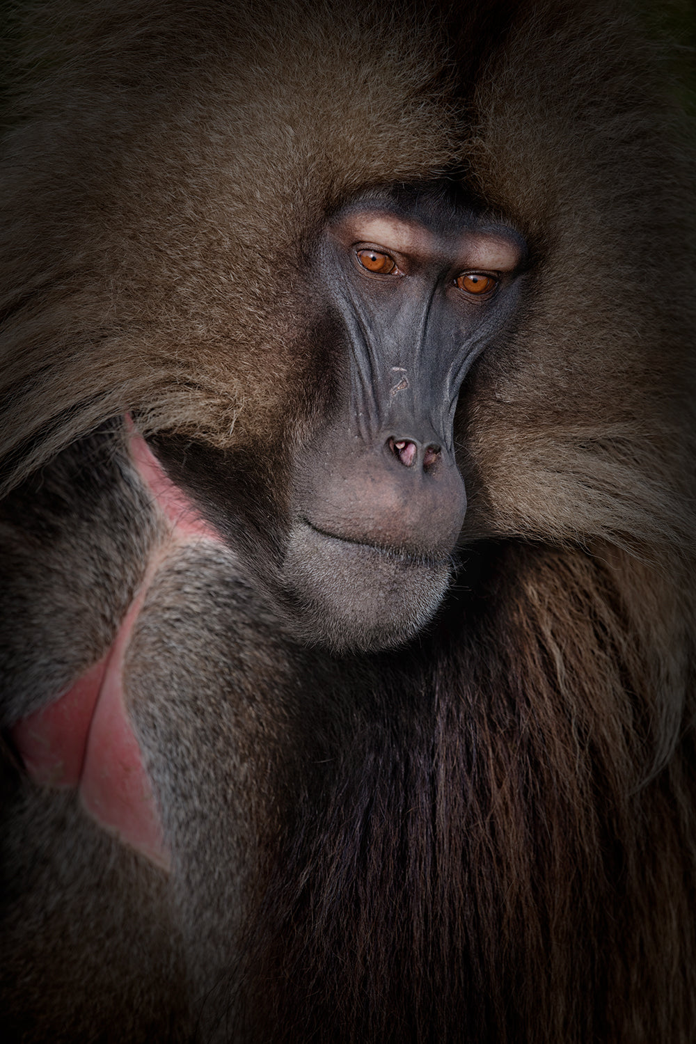 Gelada portrait Poster och Canvastavla