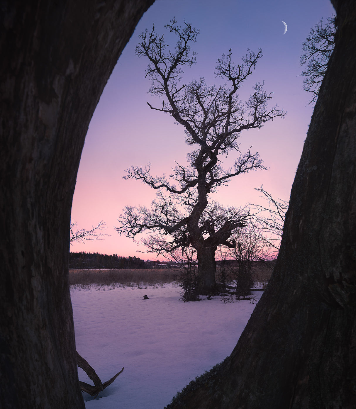 Oaktree during blue hour Poster och Canvastavla