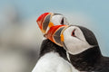 Puffin Lovin Poster och Canvastavla