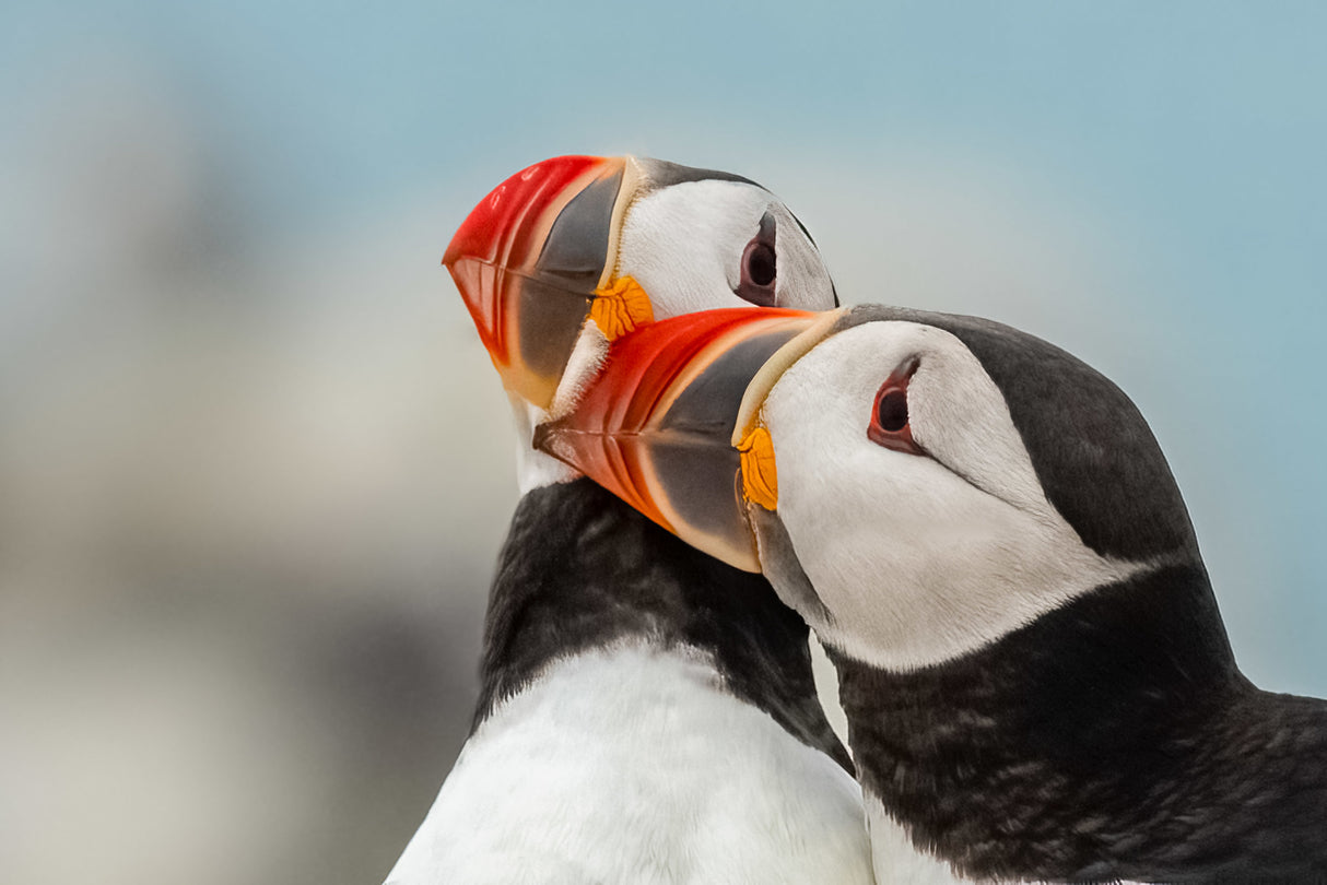 Puffin Lovin Poster och Canvastavla