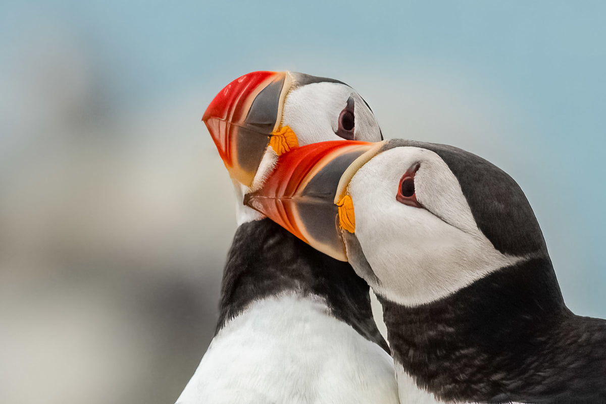 Puffin Lovin Poster och Canvastavla