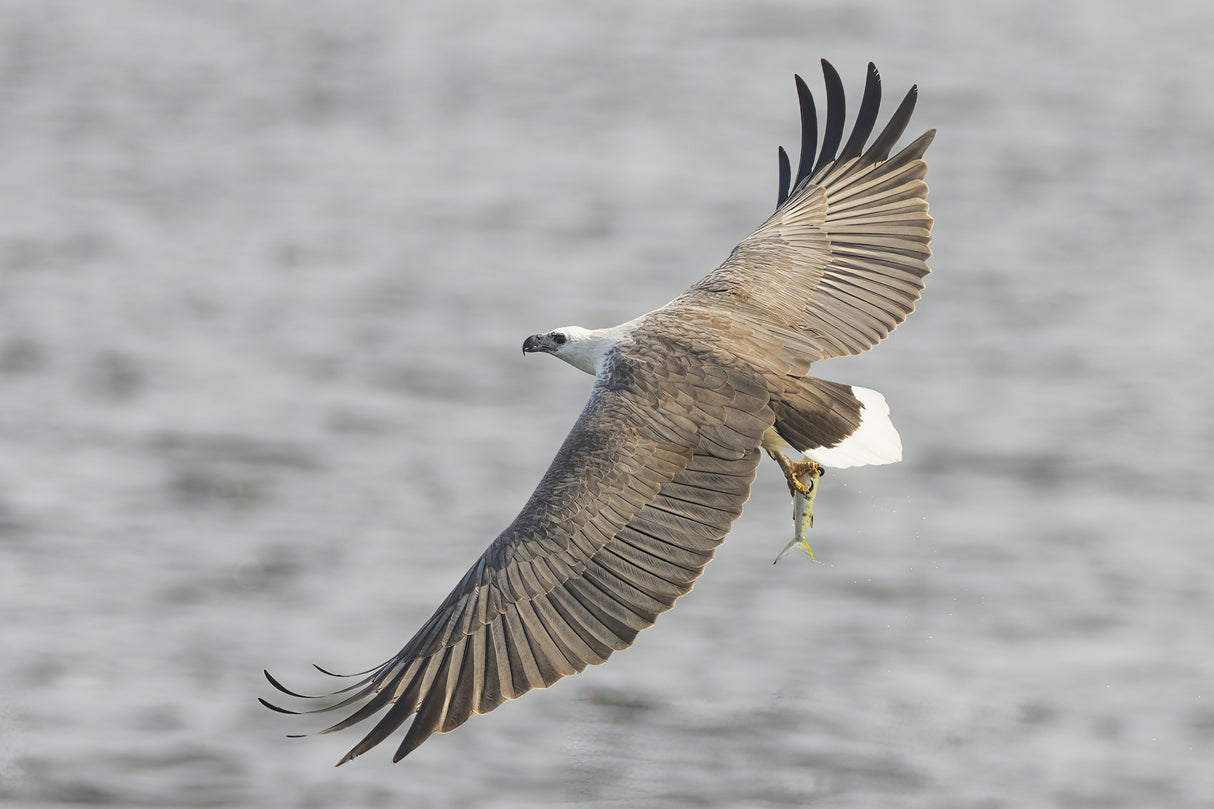White-bellied Sea Eagle Fishing Poster och Canvastavla