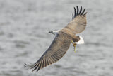 White-bellied Sea Eagle Fishing Poster och Canvastavla