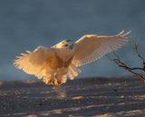 Snowy Owl in Early Morning Poster och Canvastavla
