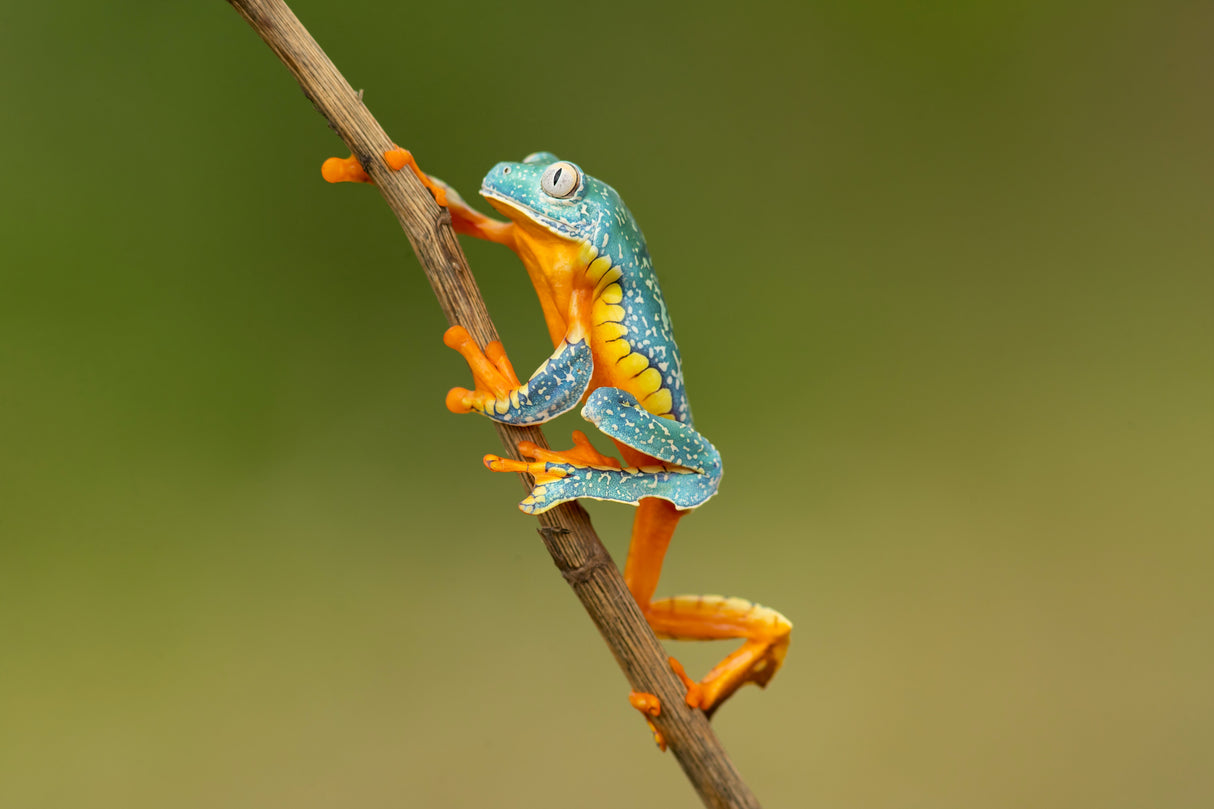 Fringed leaf frog Poster och Canvastavla
