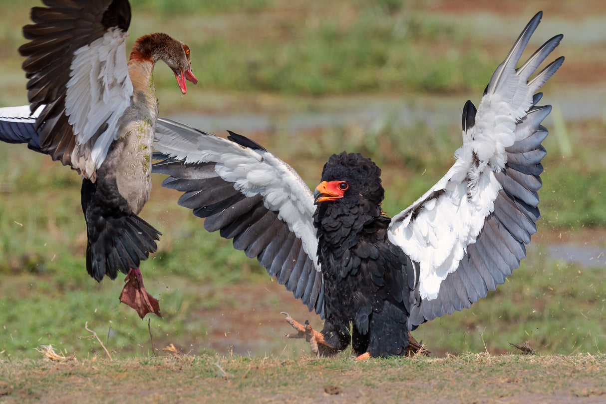 Avian battle Poster och Canvastavla