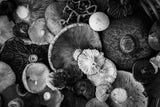 natural patterns Poster och Canvastavla