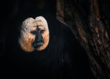 White-faced saki Poster och Canvastavla
