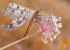 Sunbathing to dry its wings... Poster och Canvastavla