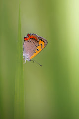 Butterfly Poster och Canvastavla