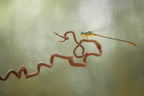 Dragonflies on Branch Poster och Canvastavla