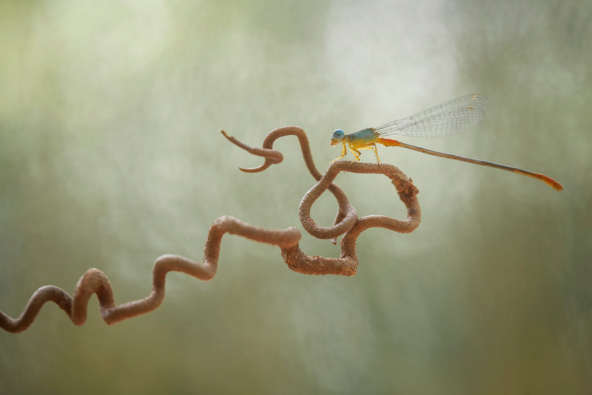 Dragonflies on Branch Poster och Canvastavla