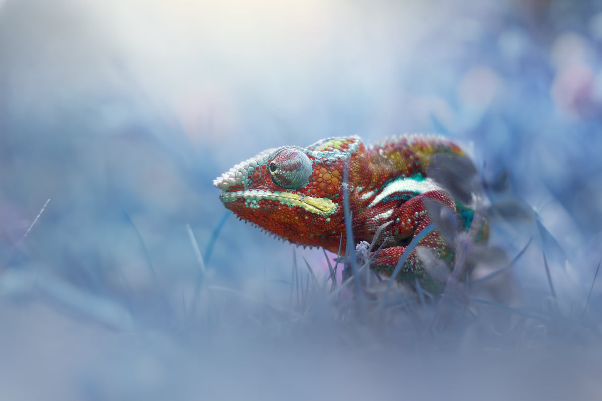 Chameleon Phanter Poster och Canvastavla