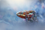 Chameleon Phanter Poster och Canvastavla