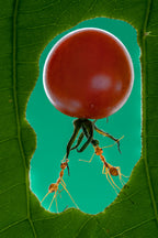 Ants group1 Poster och Canvastavla