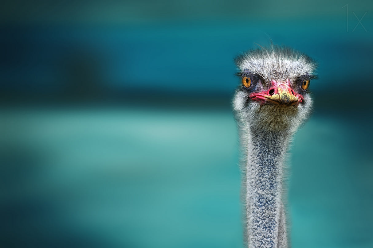 Ostrich Protecting two Poor Chicken from the Wind Poster och Canvastavla