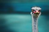 Ostrich Protecting two Poor Chicken from the Wind Poster och Canvastavla
