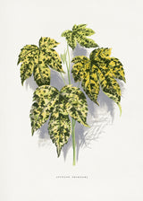 Abutilon Thompsoni Leaf Illustration Poster och Canvastavla