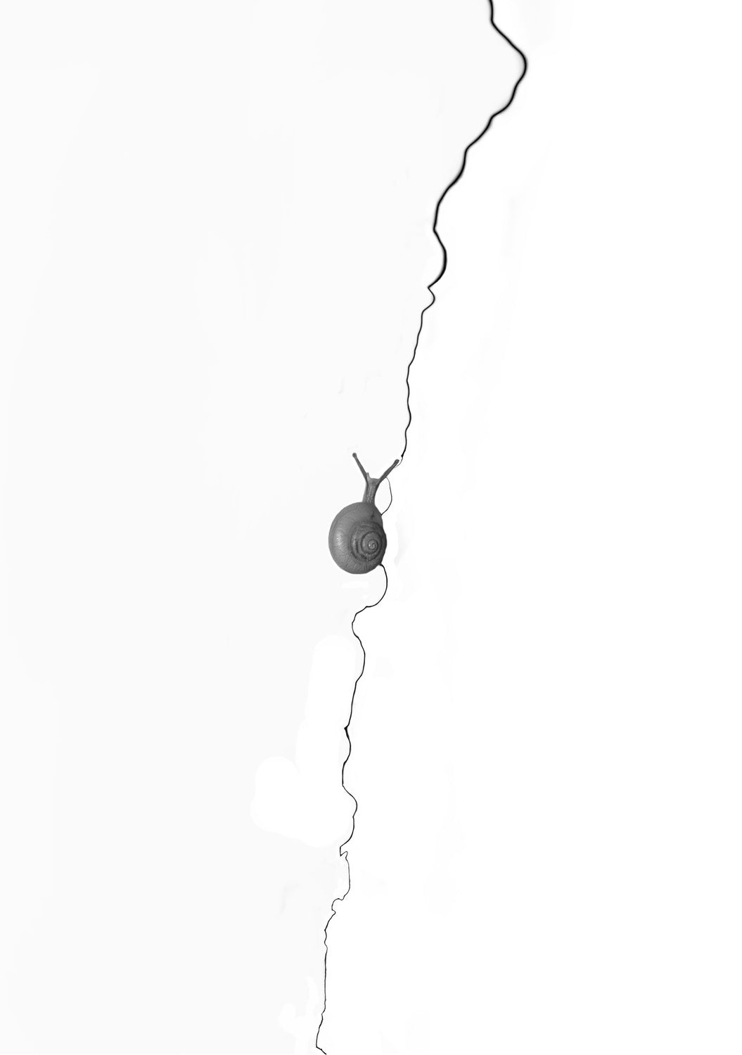 The Snail Poster och Canvastavla