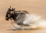 SLOW SHUTTER WILDEBEEST Poster och Canvastavla