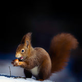 Nuts Poster och Canvastavla