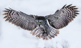 Great Grey Owl in Flight Poster och Canvastavla
