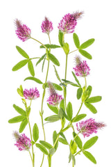 Trifolium Poster och Canvastavla