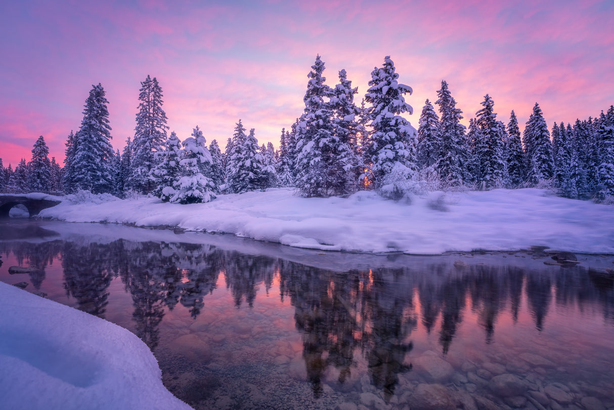 Forest Morning Poster och Canvastavla