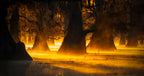 Morning Light Poster och Canvastavla
