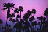 Palms with Pink Sky Poster och Canvastavla